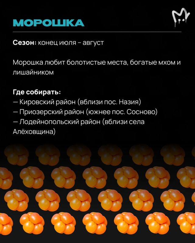 Леса Ленобласти прямо сейчас раздают бесплатные витамины — главное знать, куда идти Леса Ленобласти прямо сейчас раздают бесплатные витамины — главное знать, куда идти