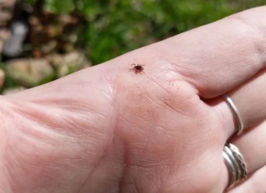 В Санкт-Петербурге и Ленобласти клещи покусали почти 1,3 тысячи человек