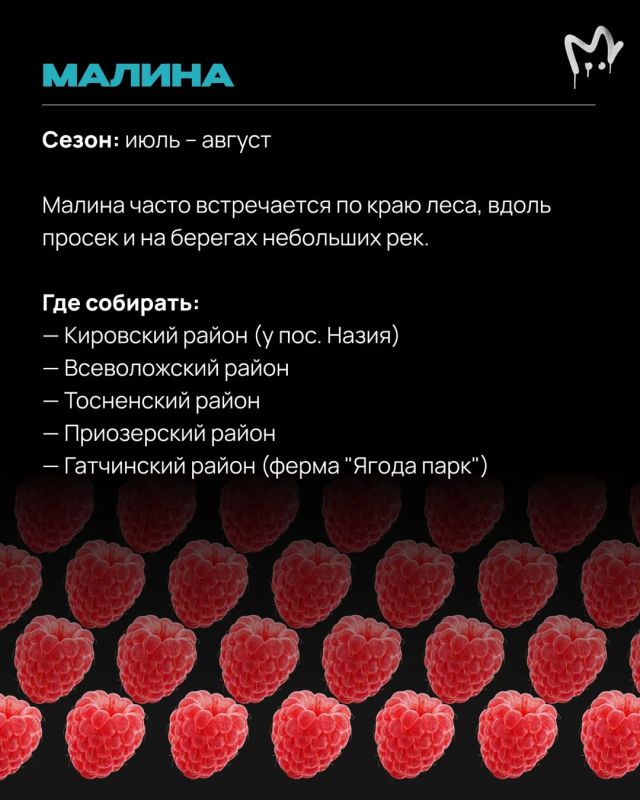 Леса Ленобласти прямо сейчас раздают бесплатные витамины — главное знать, куда идти Леса Ленобласти прямо сейчас раздают бесплатные витамины — главное знать, куда идти
