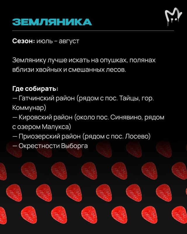 Леса Ленобласти прямо сейчас раздают бесплатные витамины — главное знать, куда идти Леса Ленобласти прямо сейчас раздают бесплатные витамины — главное знать, куда идти