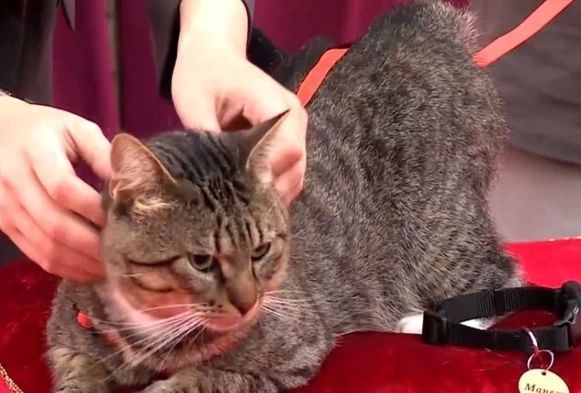 Зачем цирк принял в штат кота из Эрмитажа?