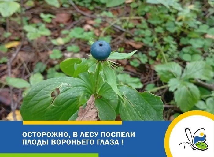 В лесах Ленобласти созрел ядовитый вороний глаз