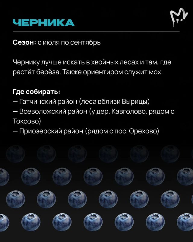 Леса Ленобласти прямо сейчас раздают бесплатные витамины — главное знать, куда идти Леса Ленобласти прямо сейчас раздают бесплатные витамины — главное знать, куда идти