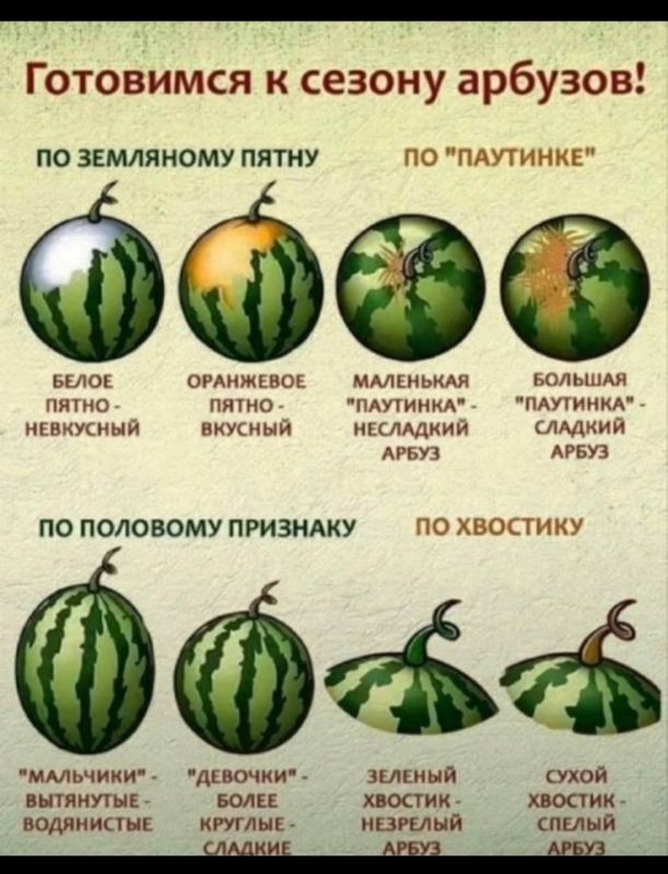 Сезон арбузов открыт. Как не ошибиться в выборе? Прикрепляем тут памятку