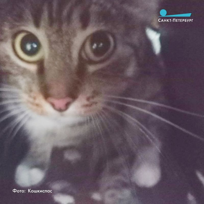 Жаркая ночь на Белградской: спасатели снимали кошку с верхушки дерева Жаркая ночь на Белградской: спасатели снимали кошку с верхушки дерева