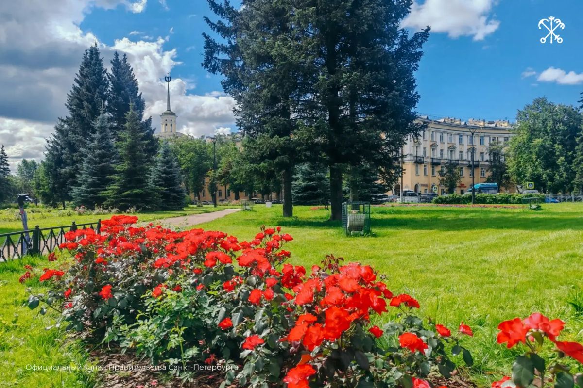 В Петербурге распустились розы и стали ярким акцентом городского пейзажа В Петербурге распустились розы и стали ярким акцентом городского пейзажа