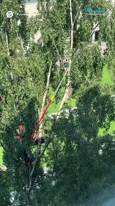 Жаркая ночь на Белградской: спасатели снимали кошку с верхушки дерева