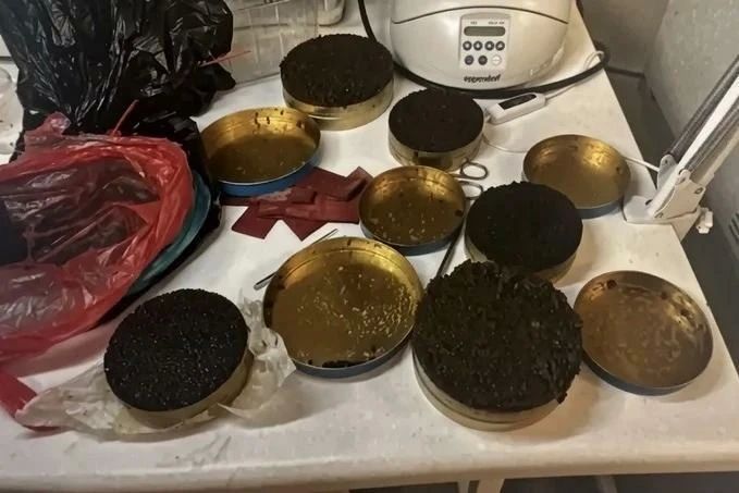 Петербуржца будут судить за килограммы спрятанной в сарае в Ленобласти черной икры