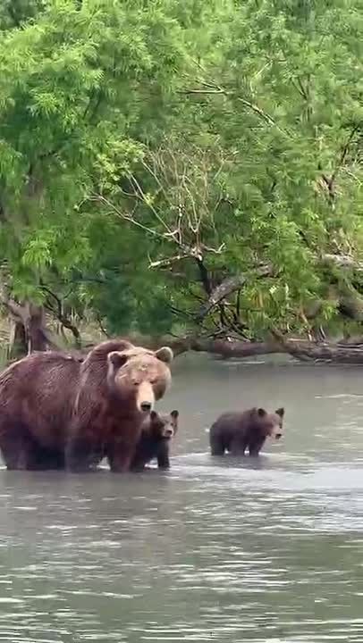 Видео медведицы с медвежатами на Курильском озере, Камчатка, покоряет соцсети