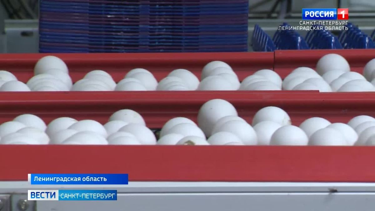 Вице-губернатор Олег Малащенко оценил продукцию Синявинской птицефабрики