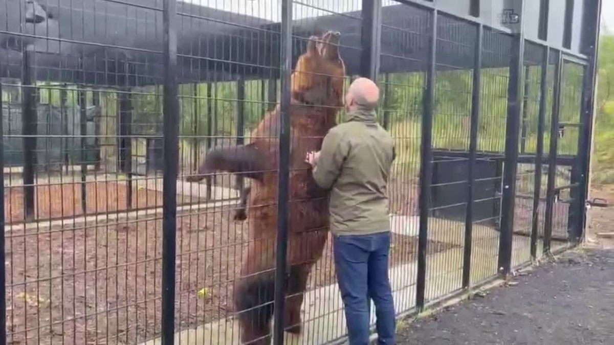 Бурые Медведи Бу и Тяпя, которые продолжительное время жили в хосписе «Дом тигра», наконец обрели новое жилище