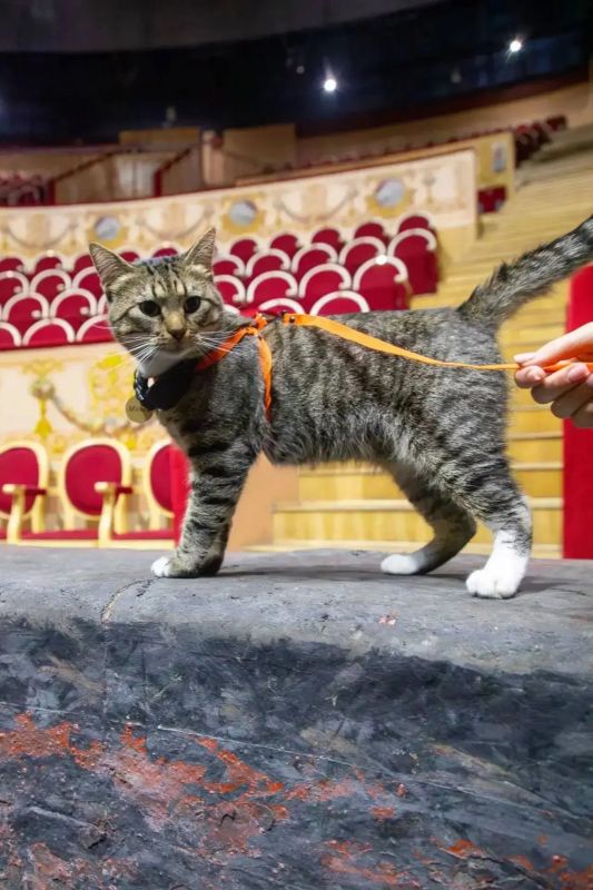 Эрмитажный кот Манеж принят на службу в цирк Чинизелли Эрмитажный кот Манеж принят на службу в цирк Чинизелли