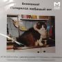 Домашние питомцы стали массово пропадать у жителей дачного массива "Мшинская" в Лужском районе — их находят мёртвыми и расчленёнными