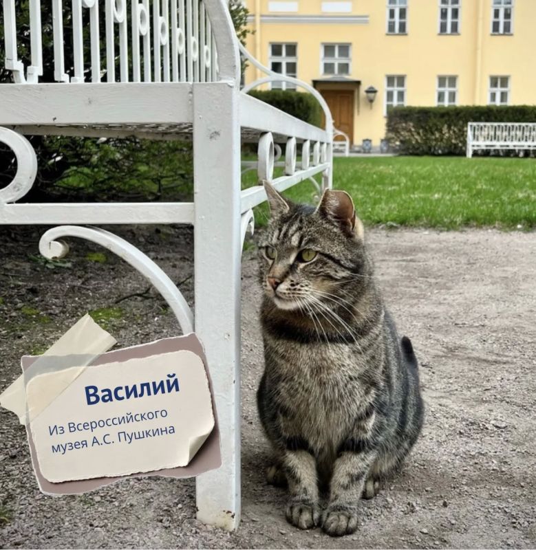 #Вэтотдень 8 августа отмечается Всемирный день кошек #Вэтотдень 8 августа отмечается Всемирный день кошек