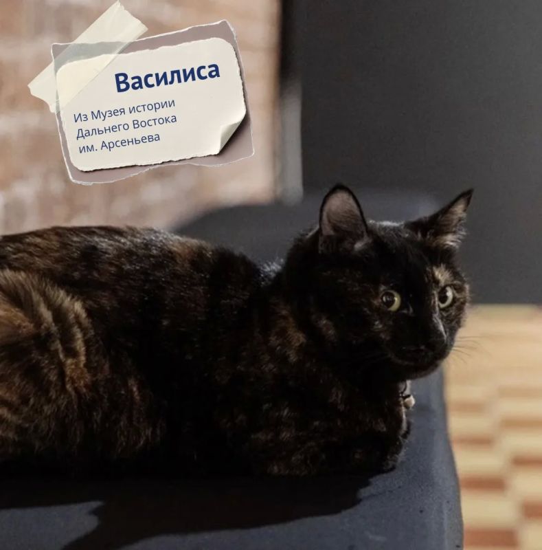 #Вэтотдень 8 августа отмечается Всемирный день кошек #Вэтотдень 8 августа отмечается Всемирный день кошек