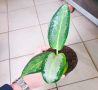 Как умно экономить на комнатных растениях: лучшие советы
