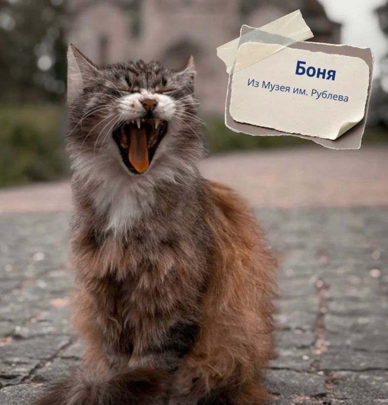 #Вэтотдень 8 августа отмечается Всемирный день кошек #Вэтотдень 8 августа отмечается Всемирный день кошек