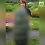 Кабачок-монстр в 43 кило захватил участок дачницы из Ленобласти