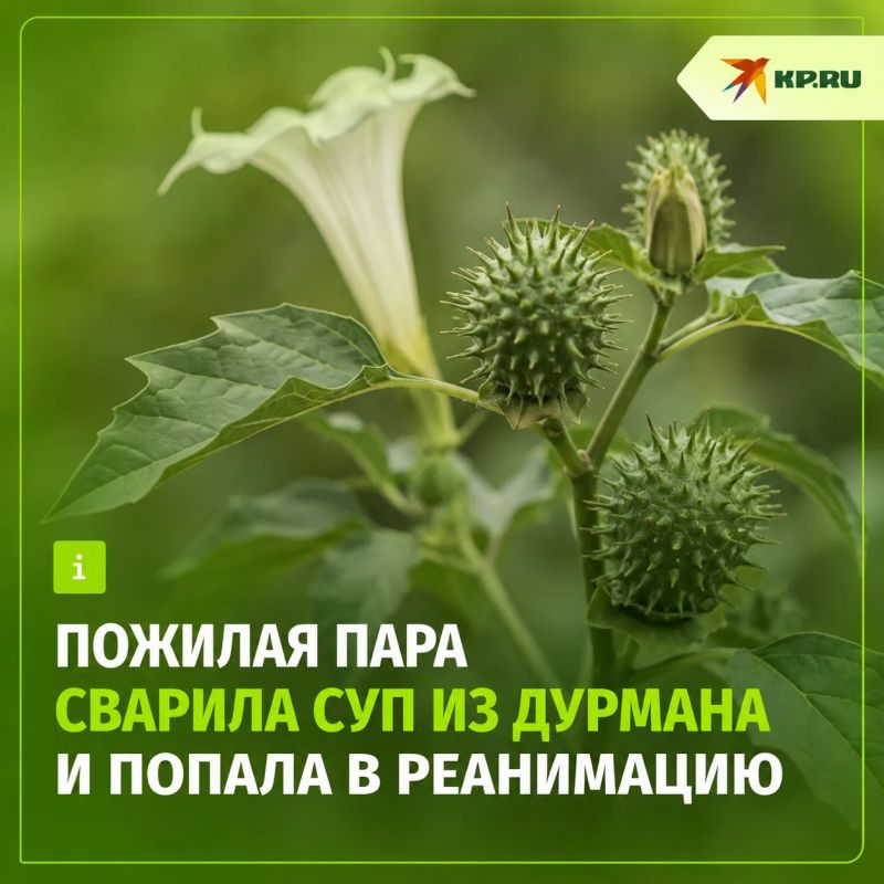 Дурман вместо шпината: пожилая пара из Петербурга попала в реанимацию
