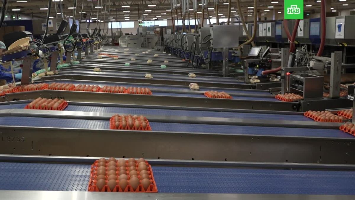 В поселке Первомайское газифицировали новую площадку одной из крупнейших птицефабрик региона