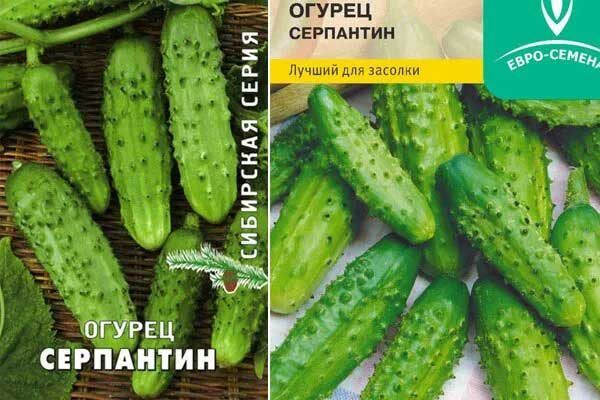 Огурцы Серпантин: секреты успешной посадки и ухода