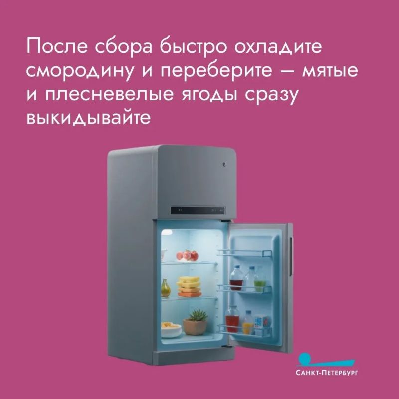 Смородину хочется не только употреблять, но и сохранить Смородину хочется не только употреблять, но и сохранить