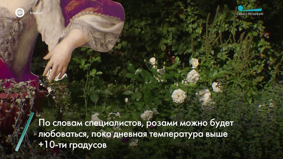 Петербург украсили тысячи роз, и хотя это привычно для лета, в нынешнем году пейзажи заметно преобразились