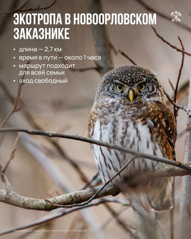 Не обязательно уезжать за город, чтобы оказаться среди соснового леса, полюбоваться рекой и понаблюдать за птицами
