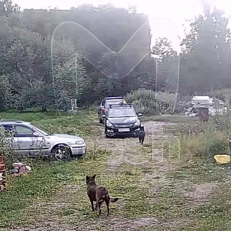 Мужчина в росгвардейской форме застрелил собаку на частной территории в Старо-Паново — хозяйка утверждает, что животное даже не коснулось его