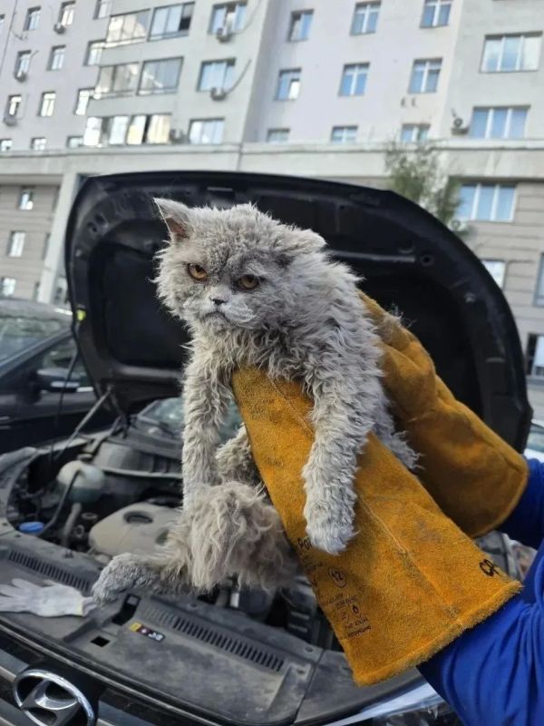 В Москве из-под капота извлекли кота с пронизывающим взглядом