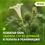 Дурман вместо шпината: пожилая пара из Петербурга попала в реанимацию