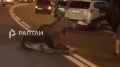 Лось выскочил под машину в Петербурге