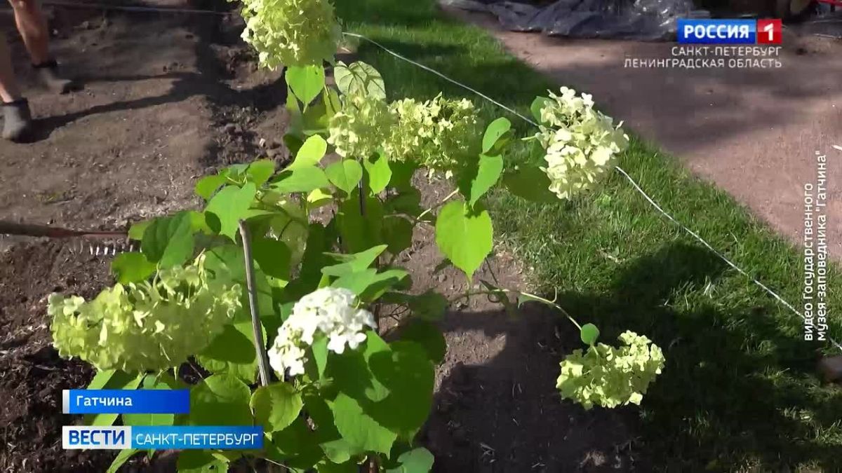 В Гатчинском парке возвращают первозданный вид колодцу Ринальди
