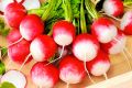 Редис Розово-красный с белым кончиком: вкусный урожай для любого огородника