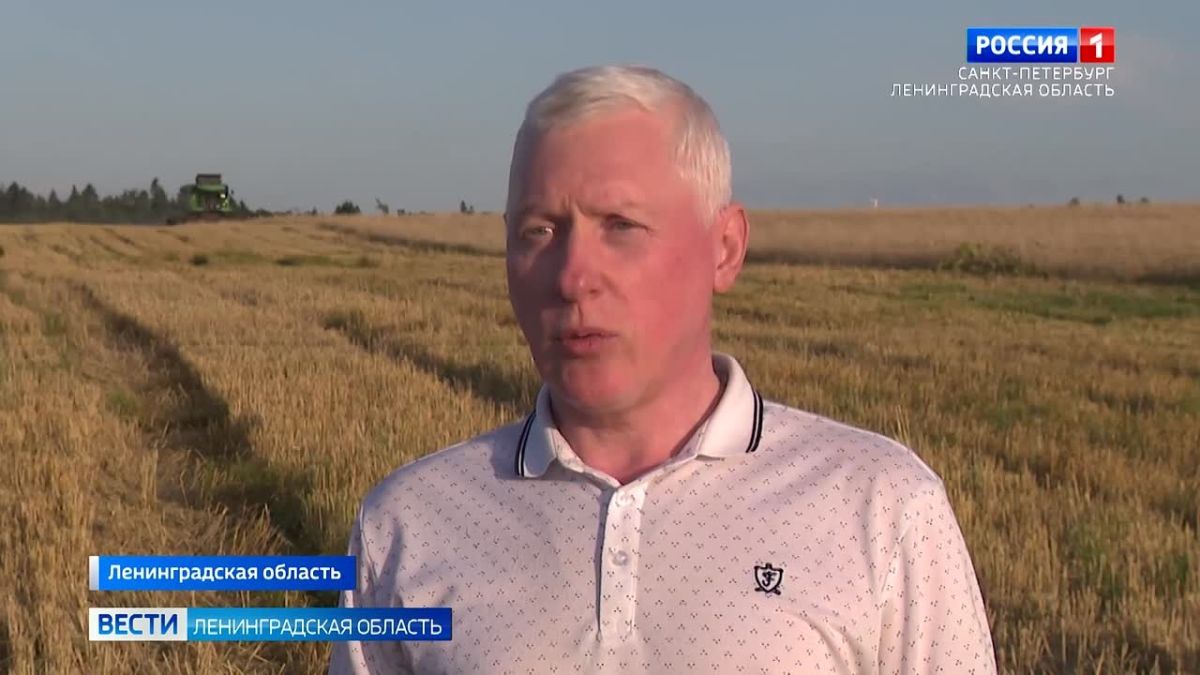 За качеством пшеницы в Ленинградской области ведут пристальное наблюдение