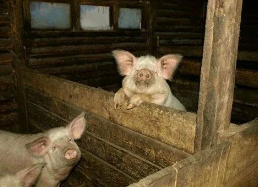 Африканская чума свиней снова пришла в Сибирь?