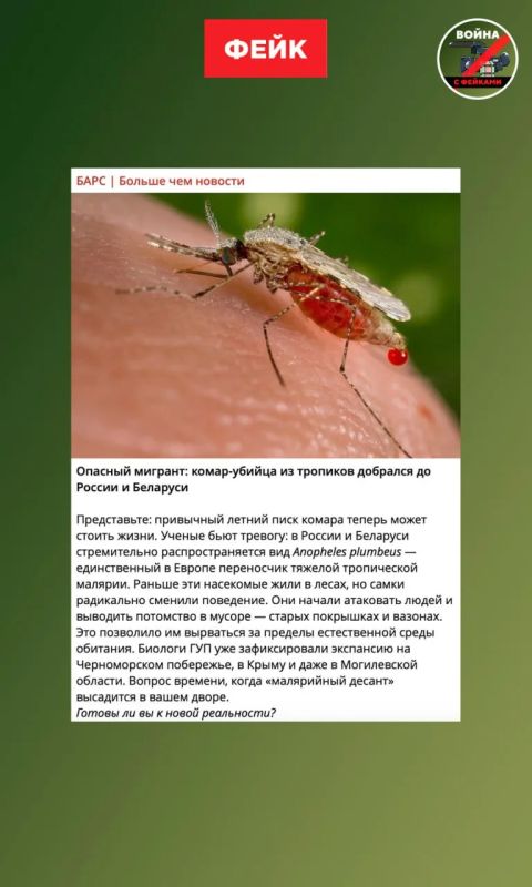 Фейк: Комар-убийца поселился в России и охотится на людей