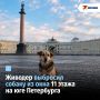 Пьяный хозяин выбросил собаку с 11-го этажа на юге Петербурга
