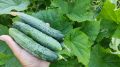 Лучшие маринованные огурцы на зиму: секреты вкусных заготовок