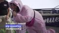 Чемпионат по имитации свиного визга провели во Франции