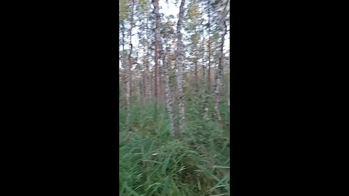 В лесах Ленобласти появились оленьи кровососки
