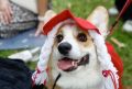 Учёные назвали назвали неожиданную причину завести собаку