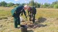У храма в Лисино-Корпусе заложили дубовую аллею