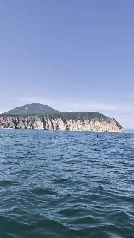 На Камчатке туристы кошмарят косаток ради эффектного кадра