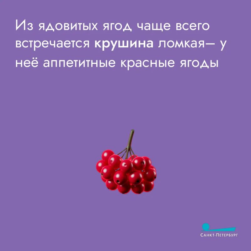 Любителям тихой охоты важно соблюдать два главных правила Любителям тихой охоты важно соблюдать два главных правила
