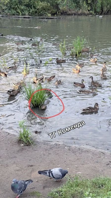В пруду на Нижне-Каменской улице заметили… крокодила В пруду на Нижне-Каменской улице заметили… крокодила