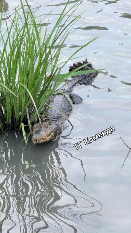 В пруду на Нижне-Каменской улице заметили… крокодила