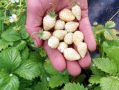 Белоплодная земляника: секреты удивительного сорта и его выращивание