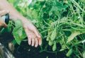 Как продлить урожай огурцов: советы по подкормке в августе