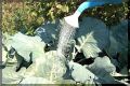 Как заботиться о капусте в августе: секреты успешного урожая